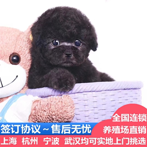 上海出售精品灰泰迪幼犬幼崽茶杯犬香槟灰色迷你飞耳长不大宠物狗