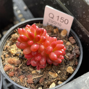 10一物一拍【红色浆果锦】6.5cm盆 多肉植物 卖肉的小明