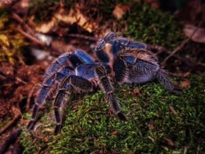 秘鲁金属红尾thrixopelma cyaneolum少见蓝色蜘蛛捕鸟蛛