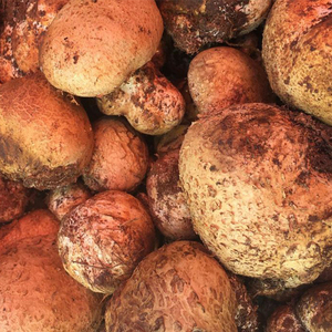 2022年云南保山 新鲜食用野生菌马皮泡菌菇应季蔬菜香菇菌2斤包邮