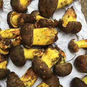 22年云南新 野生菌 营养美味小黄菌 黄底板黄牛肝 牛肝菌蘑菇菌菇