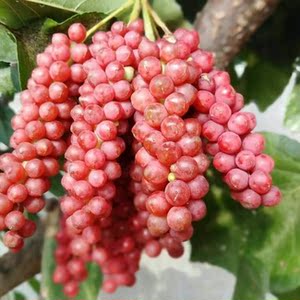 tb258928430淘宝野生珍稀药材南北五味子树苗冷饭坨称坨子四季植物