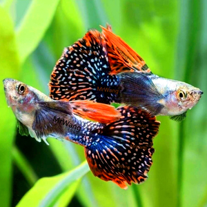 循鱼mrwang泰国进口精品大耳朵马赛克孔雀鱼热带鱼观背观赏鱼银背