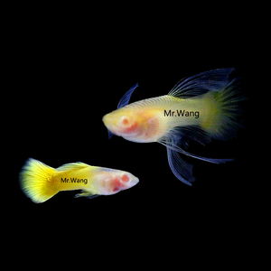 循鱼mrwang台湾进口黄金玻璃体孔雀鱼白子大c蝶翼缎带淡水热带鱼