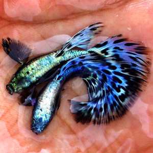 泰国进口精品蓝龙马赛克孔雀鱼热带鱼凤尾鱼小型淡水鱼纯种活体