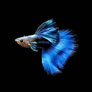 蓝礼服带孔雀鱼