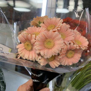 荷兰进口迷你粉色黄心小弗朗花鲜花速递江浙沪皖包邮上海直发