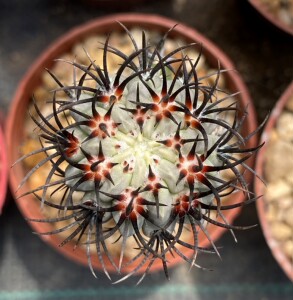 智利属仙人球白皮素妆玉白肌素装玉皮色冷艳实生苗嫁接10.30更新