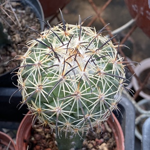 稀有仙人球 顶花属 金环饰 金环蚀 苗接红花袖蒲5cm 一物一拍