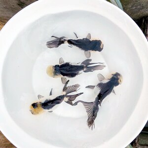 精品金鱼活鱼观赏鱼黑白狮子头三色乌云盖雪国粹熊猫高档稀有冷水