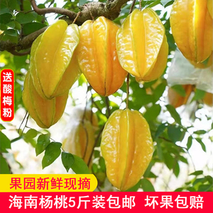 海南三亚杨桃5斤五角星洋桃整箱孕妇水果新鲜现摘酸甜扬阳桃应季