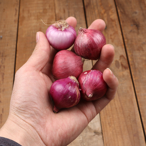北京发货 新鲜小洋葱圆葱头珍珠洋葱香料调料密云新鲜红葱头500g