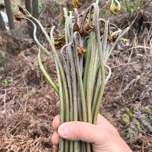 8012人付款淘宝现采湖南蕨菜新鲜野生蔬菜下饭菜当季天然野地菜山厥菜