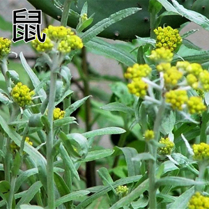 十二生肖鼠曲草牛膝虎杖兔耳风龙胆蛇莓马羊猴鸡狗猪中草药苗