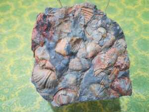 彩贝东方石燕批发古生物化石原石奇石矿石教学科普收藏品观赏天铁