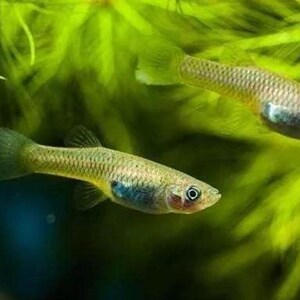 食蚊鱼 饲料鱼 生小鱼 冷水鱼 观赏鱼 吃孑孓蚊子幼虫