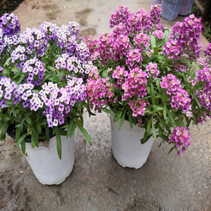 香雪球盆栽带花 花镜小雪球 垂吊花卉盆栽 耐寒可露天种植香雪球