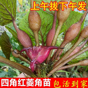 水生植物四角红菱角种子苗 两角老红棱角种 黑凌角种子绿植包邮