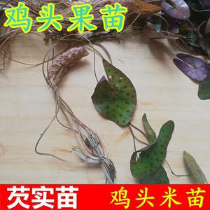 芡实苗种子水生植物绿植 鸡头米种子 鸡头秆果种苗带刺莲包邮