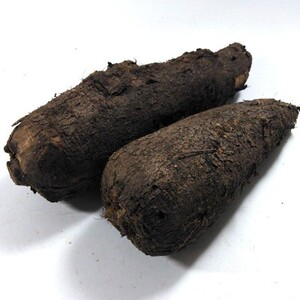 新鲜入地老鼠 钻地老鼠 白古首花头紫茉莉根中药材500g白花参