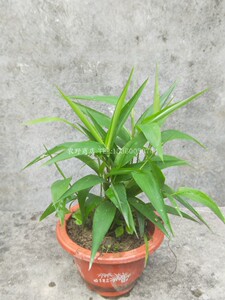 淡竹叶  山鸡米 野生药材 新鲜淡竹叶种苗  盆栽 多省包邮