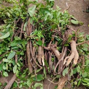 深山现挖了哥王新鲜鸡子麻地棉皮九信菜石棉皮九信草整颗发货