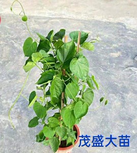 藤本千里香夜兰花食用藤本夜来香盆栽 驱蚊夜兰花苗 星状花瓣种苗
