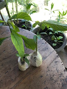 板蓝根苗 大青叶苗 马蓝叶苗 盆栽 新鲜板蓝根枝叶