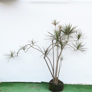 七彩五彩造型老桩铁树 千年木 室内阳台观叶植物 净化空气