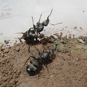 日本黑褐蚁