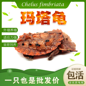 凸必男波丸丶淘宝西瓜先森 进口红玛塔龟黑玛塔龟