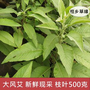 新鲜大风艾现采现发艾纳香冰片艾广西中草药材现摘枝叶500克包邮