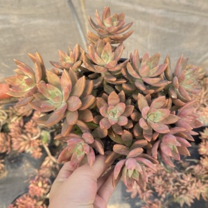 奶油布丁多肉肉植物果冻奶油橙色景天容易悬崖老桩超大颗露养盆