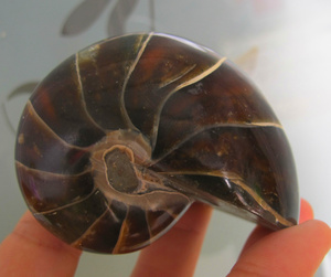 马达加斯加天然海螺化石大头玉化鹦鹉螺 发财转运风水螺 190g