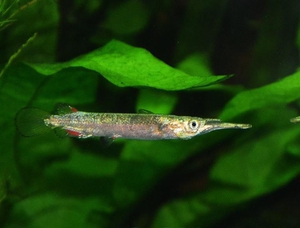 七夕水族银水针鱼上层鱼奇特观赏鱼热带鱼淡水草缸可混养小型