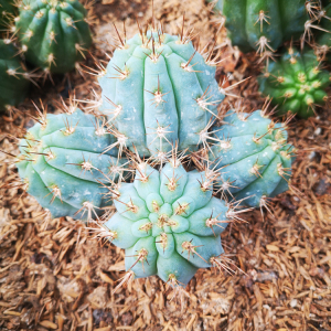 多头佛塔柱仙人柱 蓝色柱子 自根群生 仙人掌大型植物 庭院盆栽