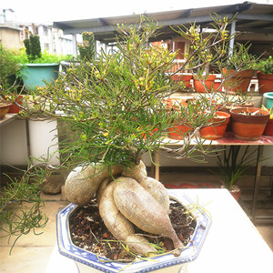 柳叶麒麟 大戟科 耐旱沙漠植物 盆栽植物 造型盆景 庭院观叶植物