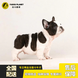 纯种法斗黑白法国斗牛犬幼犬短毛小型犬赛级北京犬舍宠物狗斗牛犬