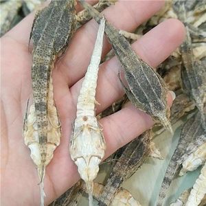 麻雀干煲汤中药材海燕子泡酒料海底麻雀海燕干海雀海味干货38人付款