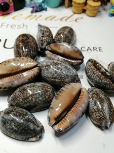 【dreamer】天然晾晒海洋贝壳猪仔螺龟背螺手机壳摆台配件