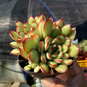 萱萱多肉植物园/墨西哥原始灵影/办公室阳台绿植吸甲醛防辐射盆栽