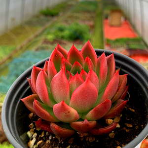 萱萱多肉植物园稀有品种/红冬云/办公室阳台绿植吸甲醛防辐射盆栽