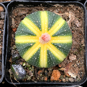 多肉植物翠皇冠锦/小南瓜/兜锦办公室阳台绿植吸甲醛防辐射盆栽