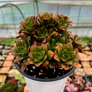 多肉绿茶法师老桩