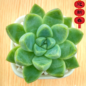 萱萱多肉植物园【厚叶月影】办公室阳台绿植花卉吸甲醛防辐射盆栽