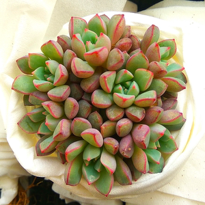 萱萱多肉植物园【蓝宝石群生】阳台绿植花卉吸甲醛防辐射奇趣盆栽