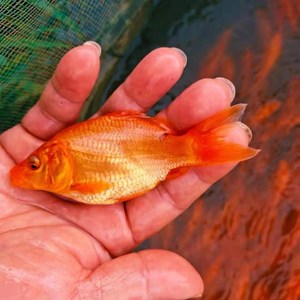 婺源荷包红鲤鱼