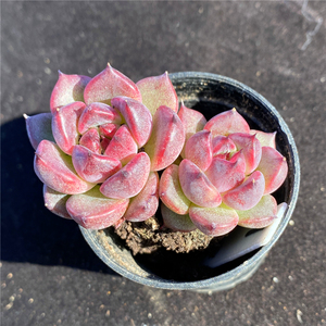 紫水晶玫瑰 多肉植物 紫薇  一物一拍 盆栽绿植花卉组合拼盘阳台