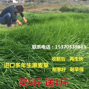 进口耐寒牧草种子多年生黑麦草种子四季常青鸡鸭鹅猪牛羊鱼草种籽