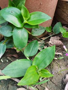 青叶竹梅竹节草吊兰白花紫露草水培绿植办公桌阳台室内净化吸甲醛